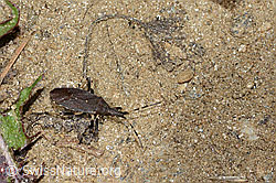 Foto: Dicranocephalus medius (Wolfsmilchwanze)