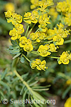 Zypressen-Wolfsmilch (Euphorbia cyparissias) (C222880)