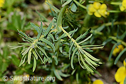 Zypressen-Wolfsmilch (Euphorbia cyparissias) (C222881)