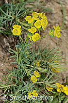 Zypressen-Wolfsmilch (Euphorbia cyparissias) (C222882)