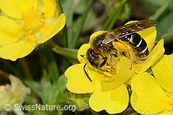 Halictus rubicundus on flower (C222889) Halictus rubicundus on flower (C222889)