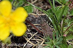 Foto: Dicranocephalus medius (Wolfsmilchwanze)