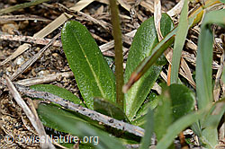 Bewimperte Gänsekresse (Arabis ciliata) (C222904)