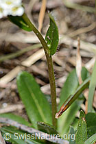 Bewimperte Gänsekresse (Arabis ciliata) (C222905)