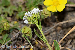 Bewimperte Gänsekresse (Arabis ciliata) (C222908)