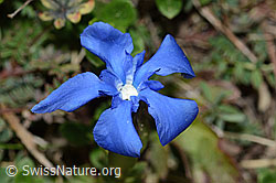 Gentiana verna (C222926)