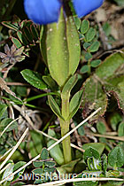 Gentiana verna (C222928)