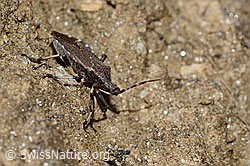 Dicranocephalus medius (Wolfsmilchwanze) (21.05.2022, C222949)
