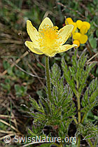 Schwefel-Anemone (Pulsatilla alpina ssp. apiifolia) (C222951)