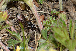 Gewöhnliche Blutbiene (Sphecodes ephippius) (C222958) Gewöhnliche Blutbiene (Sphecodes ephippius) (C222958)