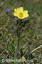 Schwefel-Anemone (Pulsatilla alpina ssp. apiifolia) (C222961)