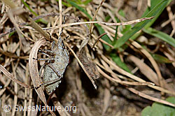 Dolycoris baccarum (C222968)