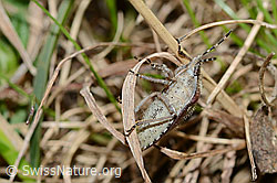 Dolycoris baccarum (C222969)