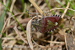 Beerenwanze (Dolycoris baccarum) (21.05.2022, C222970)