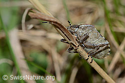 Beerenwanze (Dolycoris baccarum) (21.05.2022, C222971)