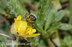 Gänsedistel-Erzschwebfliege (Cheilosia caerulescens) auf Blume (C222975)