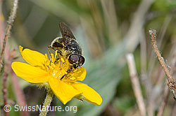 Gänsedistel-Erzschwebfliege (Cheilosia caerulescens) auf Blume (C222979)