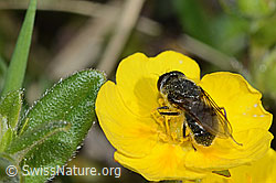 Gänsedistel-Erzschwebfliege (Cheilosia caerulescens) auf Blume (C222980)