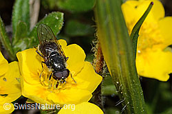 Gänsedistel-Erzschwebfliege (Cheilosia caerulescens) auf Blume (C222985)