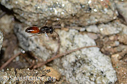 Gewöhnliche Blutbiene (Sphecodes ephippius) (21.05.2022, C222987)