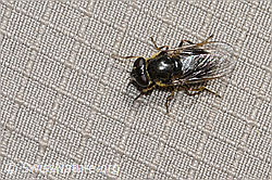 Gänsedistel-Erzschwebfliege (Cheilosia caerulescens) (C223008)