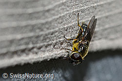 Gänsedistel-Erzschwebfliege (Cheilosia caerulescens) (C223009)