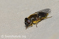 Gänsedistel-Erzschwebfliege (Cheilosia caerulescens) (21.05.2022, C223014)