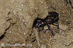 Foto: Metallischer Grabkäfer (Pterostichus burmeisteri)