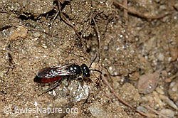 Gewöhnliche Blutbiene (Sphecodes ephippius) (21.05.2022, C223038)