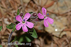 Rotes Seifenkraut (Saponaria ocymoides) (21.05.2022, C223048)