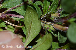 Rotes Seifenkraut (Saponaria ocymoides) (C223054) Rotes Seifenkraut (Saponaria ocymoides) (C223054)
