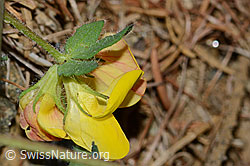 Alpen-Hornklee (Lotus alpinus) (C223059)