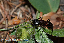 Braunschwarze Rossameise (Camponotus ligniperda) (21.05.2022, C223062)