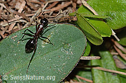 Braunschwarze Rossameise (Camponotus ligniperda) (C223067)