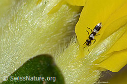 Aeolothrips ericae (Thrips) auf Alpen-Wundklee (Anthyllis vulneraria ssp. alpestris)
