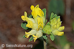 Alpen-Wundklee (Anthyllis vulneraria ssp. alpestris) (21.05.2022, C223091)