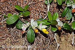 Polygala Chamaebuxus (C223094)