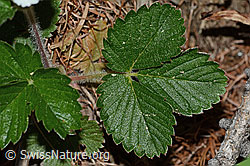 Wald-Erdbeere (Fragaria vesca) (C223101) Wald-Erdbeere (Fragaria vesca) (C223101)