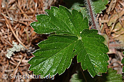 Wald-Erdbeere (Fragaria vesca) (C223102) Wald-Erdbeere (Fragaria vesca) (C223102)
