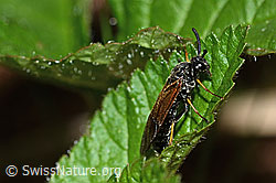 Arge ustulata (Bürstenhornblattwespe) (C223112) Arge ustulata (Bürstenhornblattwespe) (C223112)