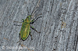 Gebirgs-Blattrüssler (Phyllobius arborator) (C223157)