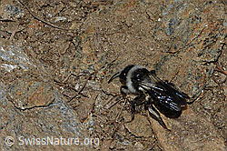 Graue Sandbiene (Andrena cineraria) (21.05.2022, C223177)