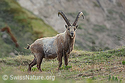 C223206: Alpensteinbock (Capra ibex)