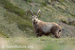 C223210: Alpensteinbock (Capra ibex)