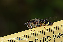 Frühe Grossstirnschwebfliege (Scaeva selenitica) (C225081)