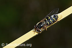 Frühe Grossstirnschwebfliege (Scaeva selenitica) (C225083)