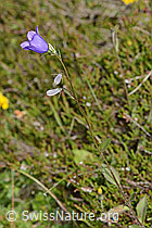 Rautenblättrige Glockenblume (Campanula rhomboidalis) (C225087) Rautenblättrige Glockenblume (Campanula rhomboidalis) (C225087)