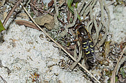 Frühe Grossstirnschwebfliege (Scaeva selenitica) (C225092)