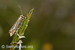 Crambus lathoniellus an Gras (C225098)
