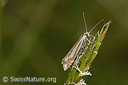 Crambus lathoniellus (Rüsselzünsler) an Gras (30.05.2022, C225100)